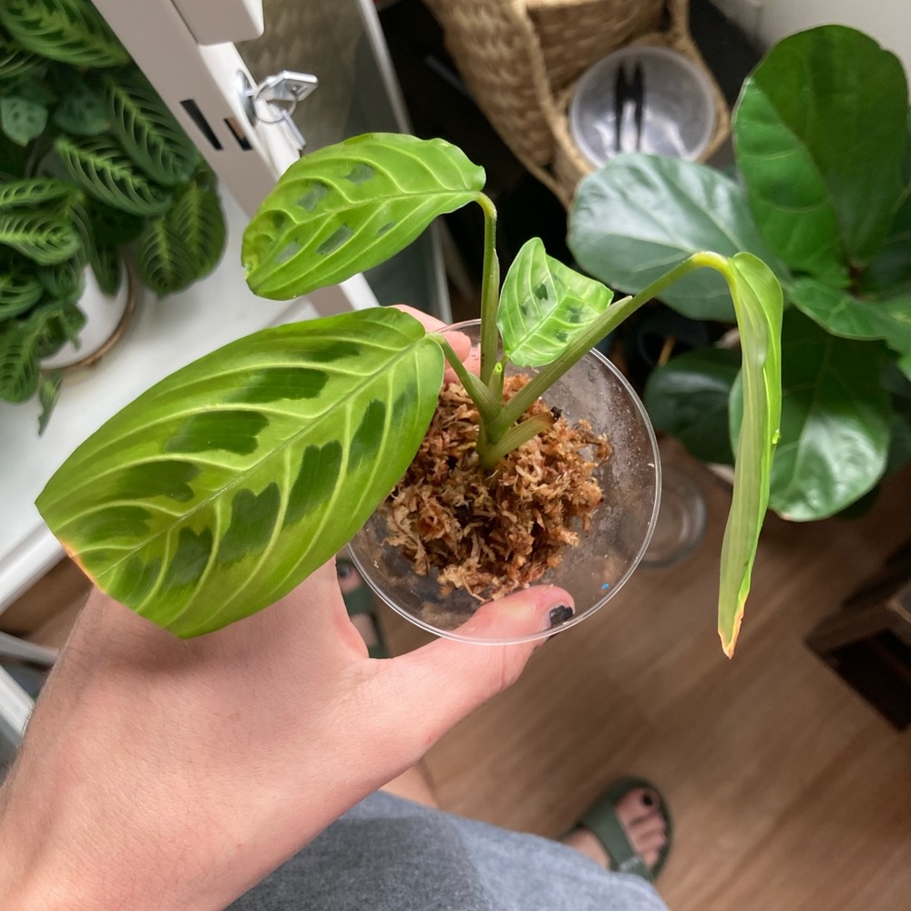 ✨SOLD✨Lemon Lime Marranta